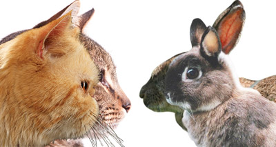Cat and Bunny comparison of down-breeding in sizes. As mentioned, cats, dogs, rabbits and other species are victims of this horrible breeding causing severe health issues. 