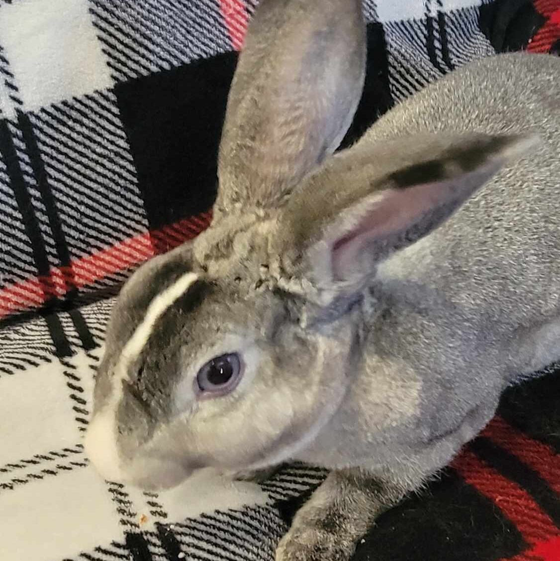 Sweet Willow, a beautiful Gray and White Rex bunny waiting for her new forever home. 
