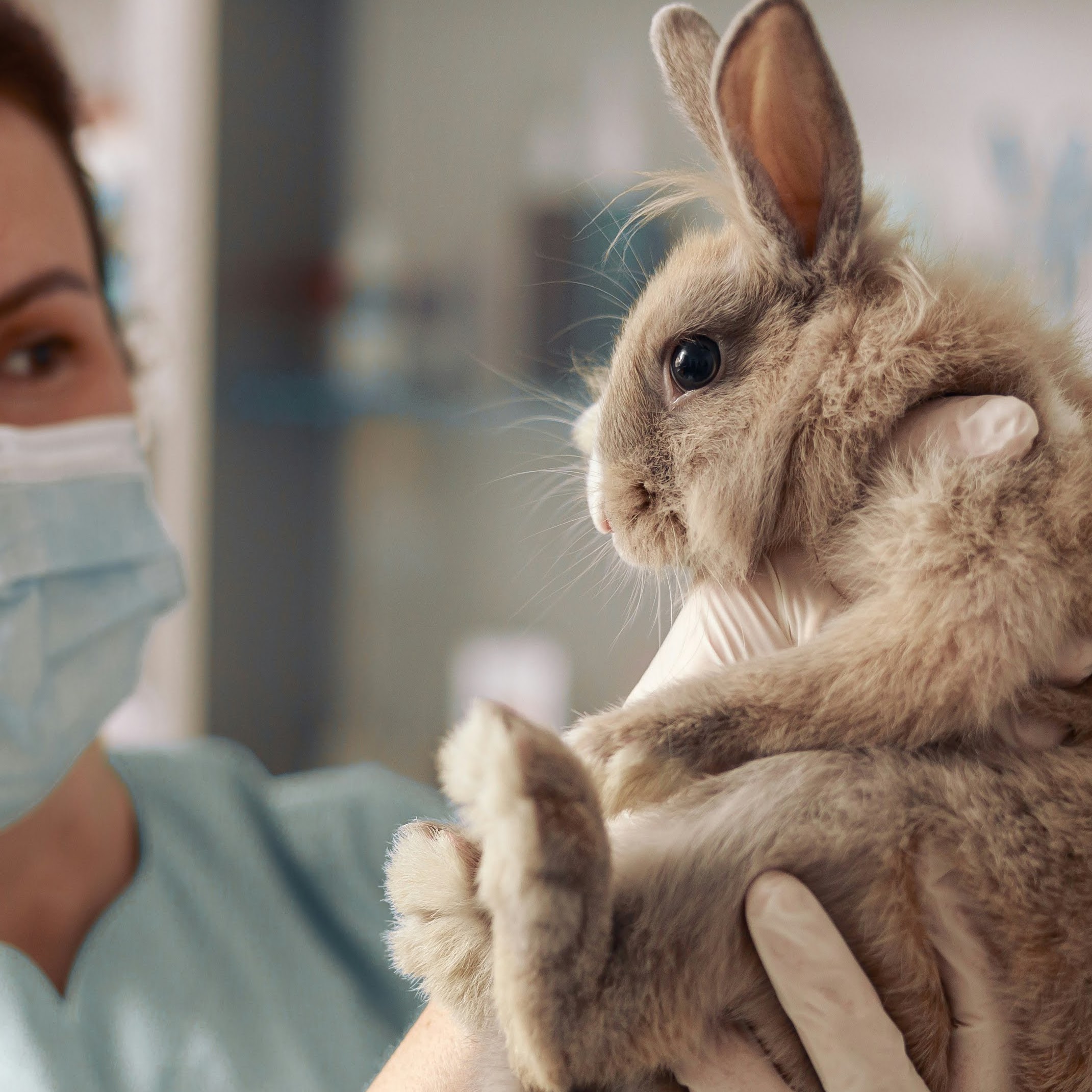 Veterinarian or Vet Tech holding a bunny. The bunny is light brown and looks healthy.